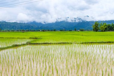 Fresh green rice paddies and rice fields in the south of Laos, with the background of a foggy cloudy mountain, Khammuane Province, Laos   