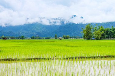 Fresh green rice paddies and rice fields in the south of Laos, with the background of a foggy cloudy mountain, Khammuane Province, Laos   