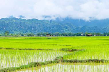 Fresh green rice paddies and rice fields in the south of Laos, with the background of a foggy cloudy mountain, Khammuane Province, Laos   