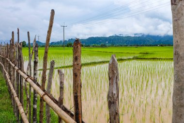 Fresh green rice paddies and rice fields in the south of Laos, with the background of a foggy cloudy mountain, Khammuane Province, Laos   