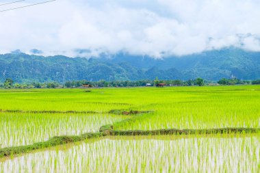 Fresh green rice paddies and rice fields in the south of Laos, with the background of a foggy cloudy mountain, Khammuane Province, Laos   