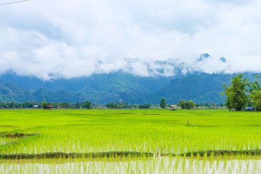Fresh green rice paddies and rice fields in the south of Laos, with the background of a foggy cloudy mountain, Khammuane Province, Laos   