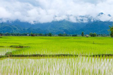 Fresh green rice paddies and rice fields in the south of Laos, with the background of a foggy cloudy mountain, Khammuane Province, Laos   