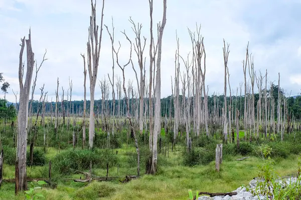 Standing dead trees and dead forest due to flooding at Nakai plateau reservoir, Namthuen 2 dam and hydropower construction, Laos 