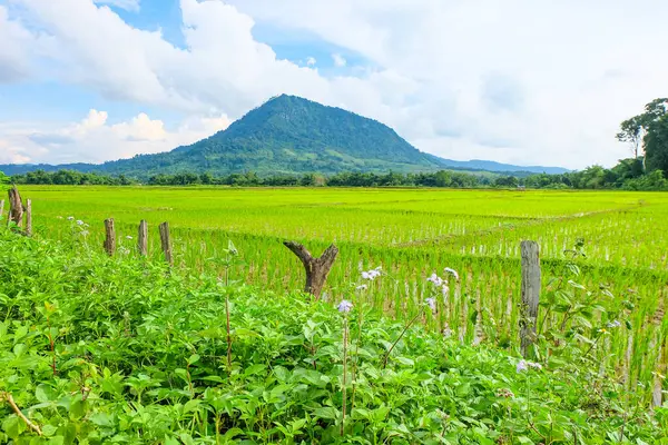 Green rainforest, mountain, nature with fresh rice paddy fields and terraces in Laos 