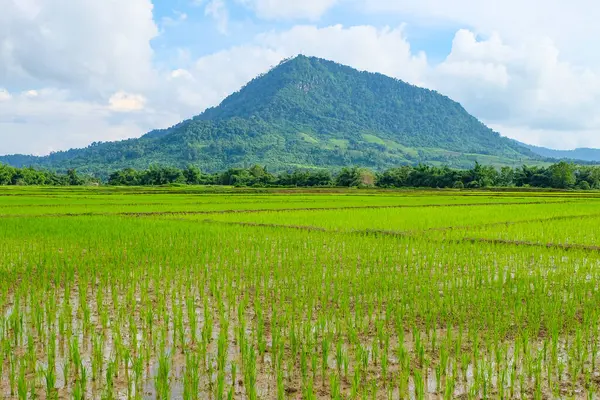 Green rainforest, mountain, nature with fresh rice paddy fields and terraces in Laos 