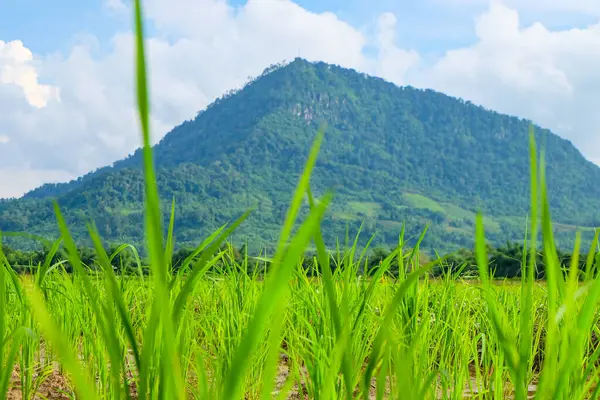 Green rainforest, mountain, nature with fresh rice paddy fields and terraces in Laos 