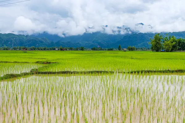 Fresh green rice paddies and rice fields in the south of Laos, with the background of a foggy cloudy mountain, Khammuane Province, Laos   