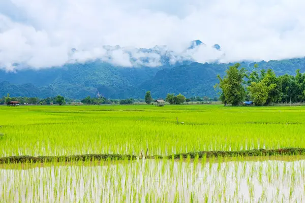 Fresh green rice paddies and rice fields in the south of Laos, with the background of a foggy cloudy mountain, Khammuane Province, Laos   