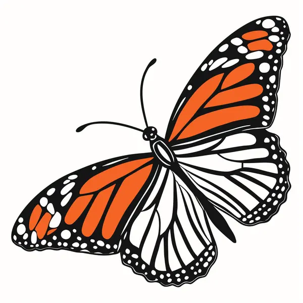 Kelebek beyaz arkaplanda izole