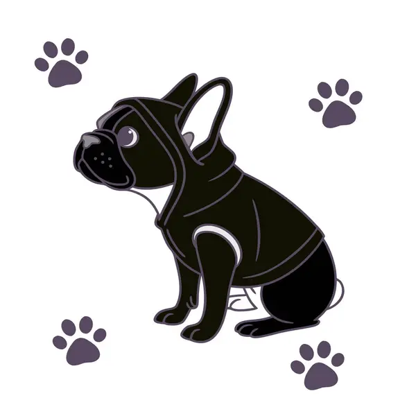 Siyah pençeli ve yakalı buldog cinsi.