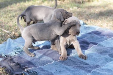 Cute one month old beige and grey Weimaraner puppies play and sunbathe on the grass outdoors  clipart