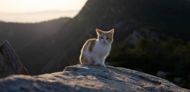Gün batımında Dağ Zirvesinde Kedi