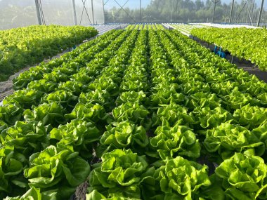 NFT sistemi ile Tayland 'da yetişen Butterhead-Marul, 