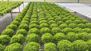 Tayland 'da çiçek açan Pepino Karpuz Fabrikası böcekleri kovmak için bir ağ inşaatında yetişiyor..