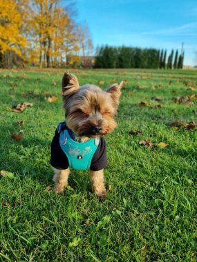 Sonbahar arka planında yaprakları olan Yorkshire Teriyeri