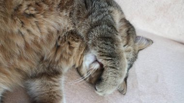 Kedi uykusunun huzurlu dünyası, yumuşak pençeler, rüyalarda seğiren bıyıklar ve barışçıl ifadeler. Her an uykusunda kaybolmuş bir kedinin saf huzurunu ve huzurunu yakalıyor..