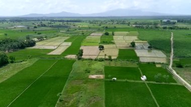 Yeşil pirinç tarlası deseni. Bu desen güzel bir arkaplan oluşturuyor.