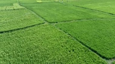 Pirinç tarlalarındaki yeşil pirincin arka planı. Öğleden sonra pirinç tarlalarının havadan görünüşü.