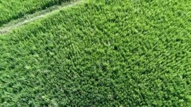 Pirinç tarlalarındaki yeşil pirincin arka planı. Öğleden sonra pirinç tarlalarının havadan görünüşü.