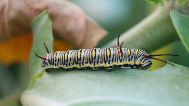Tırtıllar yaprakların üzerinde.
