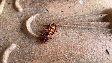 A dead cockroach lying on a pedestal clipart