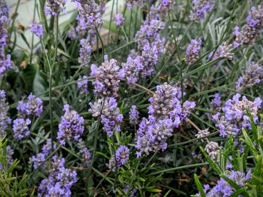 Canlı mor çiçekleri ve yoğun yeşil yaprakları olan yemyeşil lavanta bitkilerinin yakın görüntüsü, dingin ve aromatik bir çiçek manzarası yaratıyor..