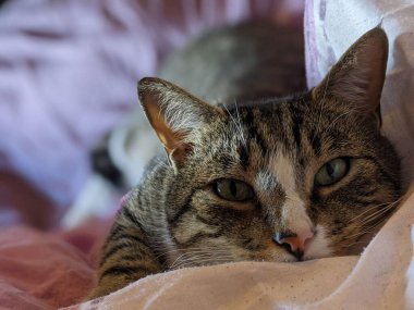 Yumuşak, açık renkli bir battaniyenin üzerinde rahat bir şekilde uzanan yeşil gözlü, rahat bir tekir kedinin yakın çekimi. Kedi & # 39; 'un içerikli ifadesi sakin ve rahat bir atmosfer öneriyor, tembel bir gün için mükemmel..