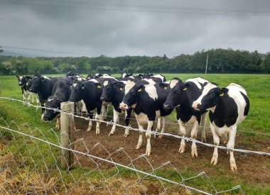 Bir grup Holstein ineği bulutlu bir günde yemyeşil bir çitin yanında dikiliyorlar. İnekler, sık bir orman ve bulutlu gökyüzünün arka planına karşı meraklı ve dikkatli görünüyorlar..