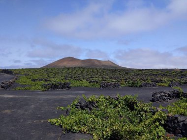 Karanlık toprağı ve alçak taş duvarları olan yemyeşil bir üzüm bağı Lanzarote, Kanarya Adaları 'ndaki parçalı bulutlu bir gökyüzünün altında engebeli bir dağda bulunur..