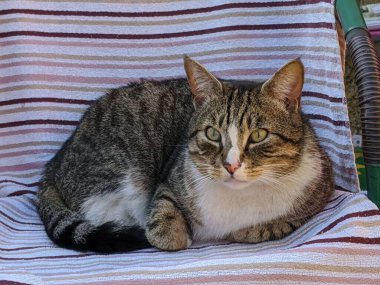 Çizgili bir kedinin rahat bir şekilde çizgili bir sandalyede uzandığı sakin bir sahne. Çizgili kumaşla kaplı, sakin ve hoşgörülü bakışlarını sergiliyor..