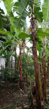 Şehir bahçesinde geniş yeşil yapraklı, uzun, güçlü muz ağaçları olan canlı bir muz bahçesi, doğanın dayanıklılığını ve tarım ve şehir hayatının karışımını sergiliyor..