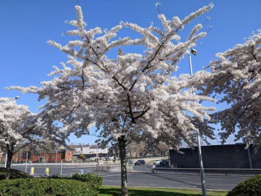 Güzel bir kiraz ağacı, berrak mavi bir gökyüzüne karşı çiçek açıyor. Şehir ortamında yer alıyor. Sahne bir sükunet hissi veriyor ve şehrin göbeğine bahar geliyor..