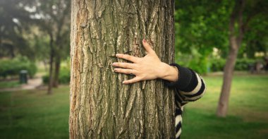Ormanda ağaç gövdesine sarılan bir kadın eli. Çevre koruma için ağaç koruma