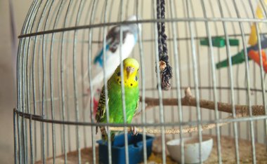 Tel kafesteki güzel papağan.