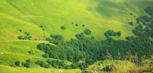 Beautiful view forest in a land. Armenia