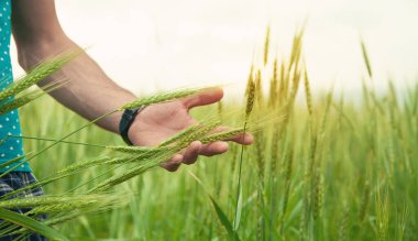Erkek el tarlada buğday tutuyor.