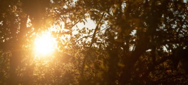 Güzel manzara. Güneşin ışıkları. Sonbahar