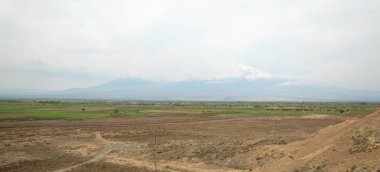 Dağ Sıçanı. Ermenistan 'dan Görünüm