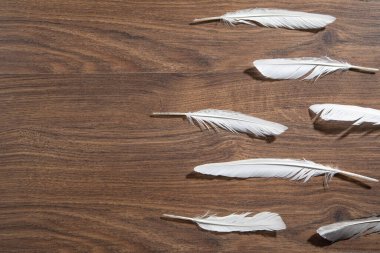 Tahta masadaki kuş tüyleri..