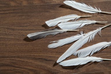 Tahta masadaki kuş tüyleri..