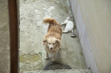 Köpek ve kedi dışarıda..