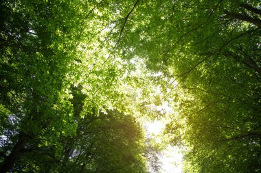 Orman ağaçlarının güzel manzarası.