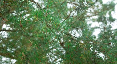 Firavun ağacı arka planı. Orman. Açık havada.