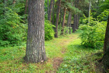 Yeşil ormandaki ağaçların güzel manzarası.