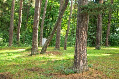 Yeşil ormandaki ağaçların güzel manzarası.