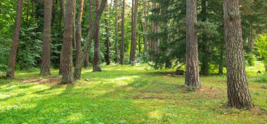 Yeşil ormandaki ağaçların güzel manzarası.