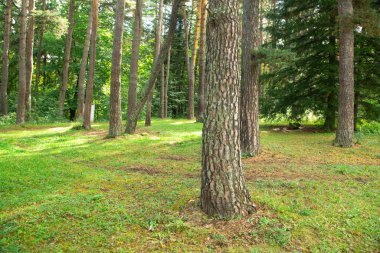 Yeşil ormandaki ağaçların güzel manzarası.