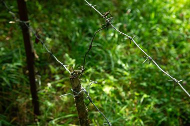 Yeşil ormanda dikenli teller. Tehlike bölgesi