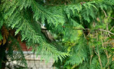 Firavun ağacı arka planı. Orman. Açık havada.